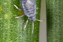 Un Puceron du Cytise. Ici sur gent d'Espagne (Homoptre - Aphididae - Aphis cytisorum)